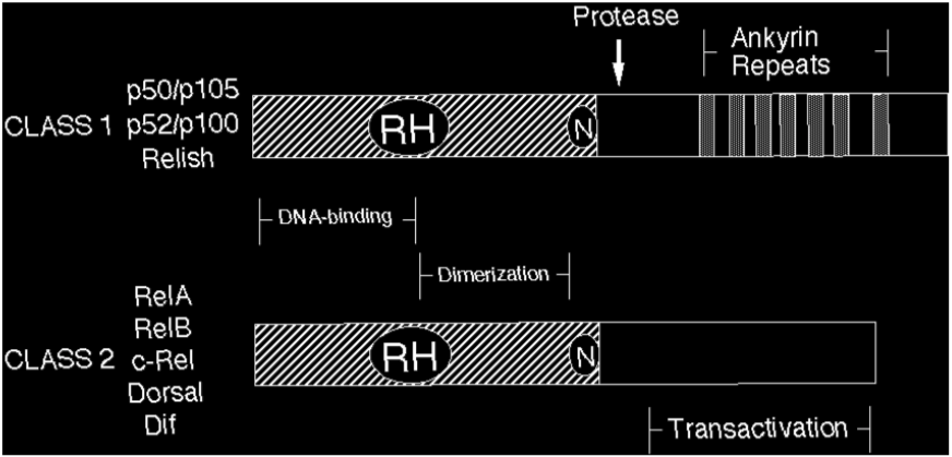 Figure 1 Rel-family-transcription-factors-and-RH-domain