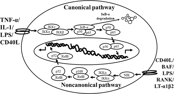 NF-κB activation pathways image